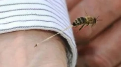 Rezultati ugriza osp-a i posljedica